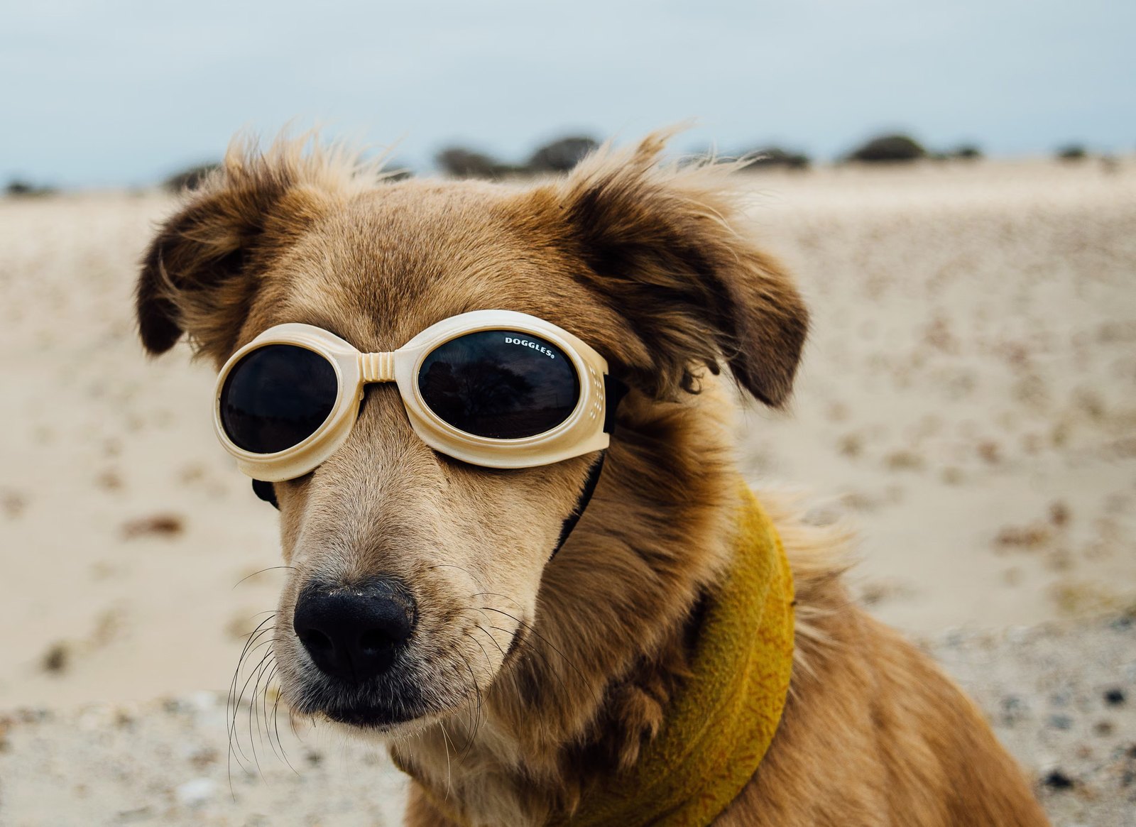 Day 473. They're not her favorite things to wear, but when the wind picks up and the sand starts flying the doggles are going on.