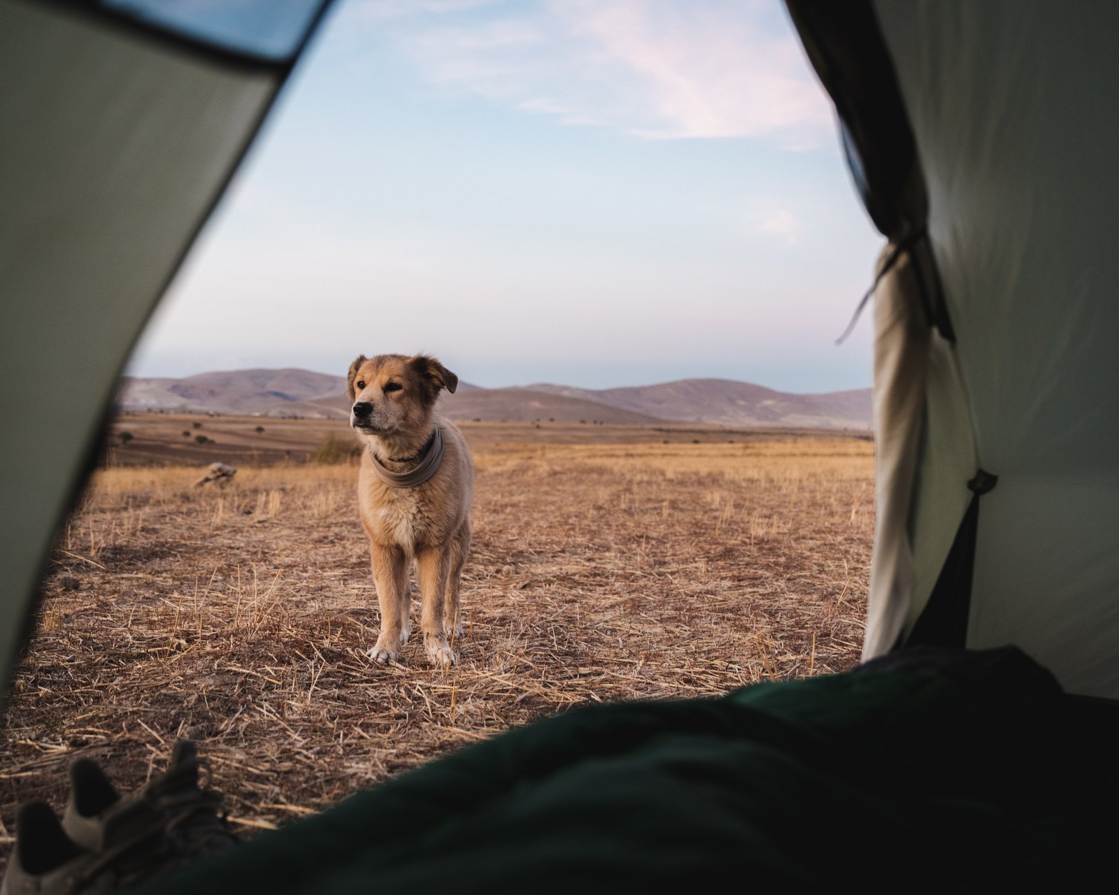 Morning from the tent.